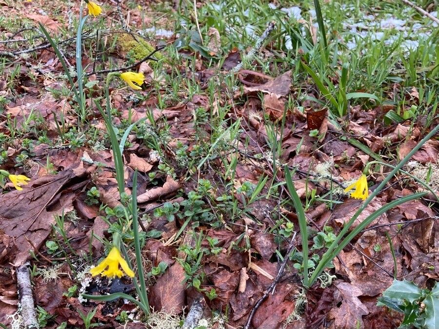 Narcissus minor habit
