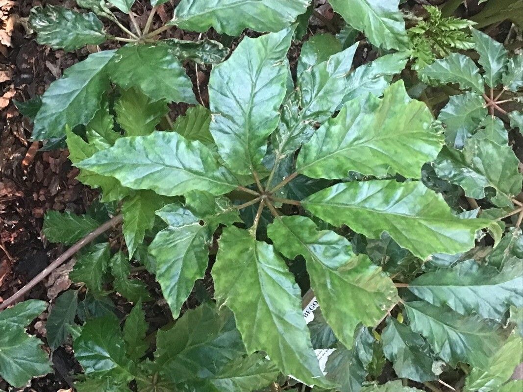 Begonia carolineifolia — houseplant care guide