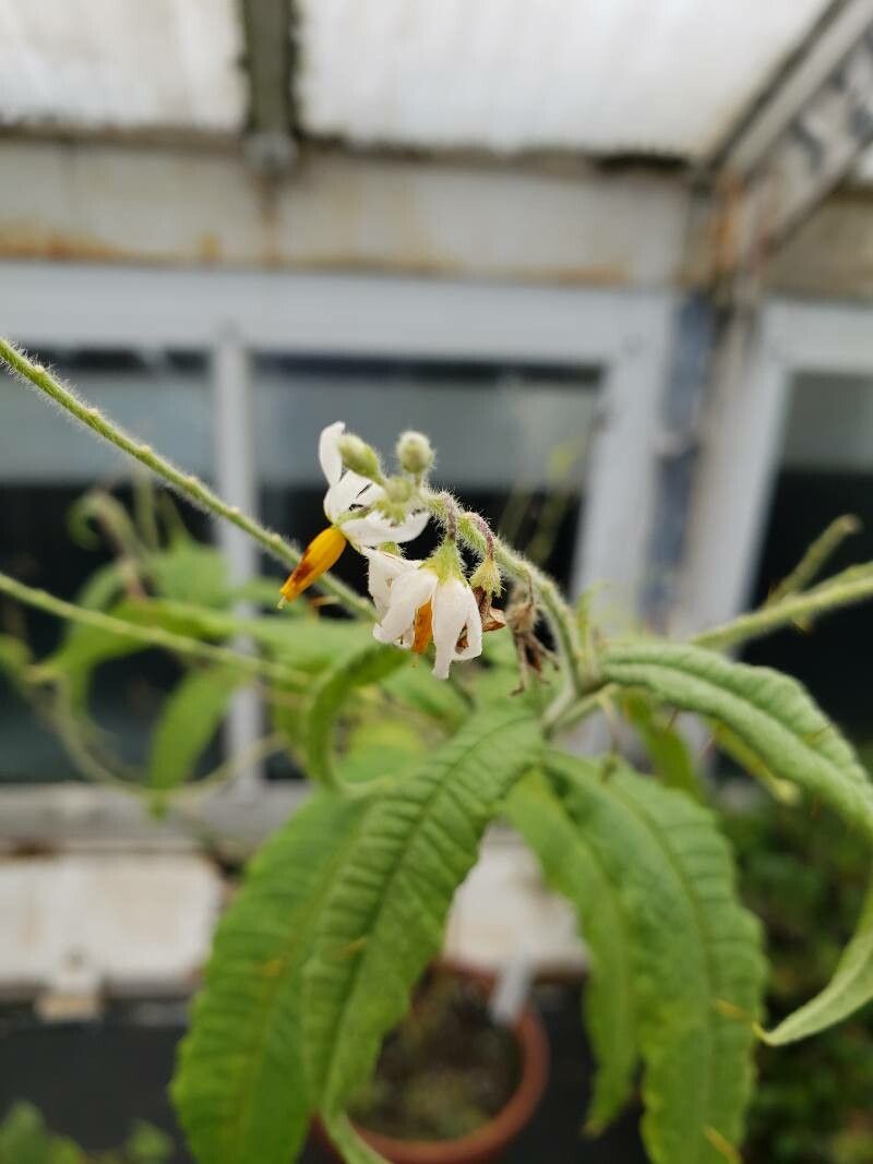 Solanum ensifolium flower