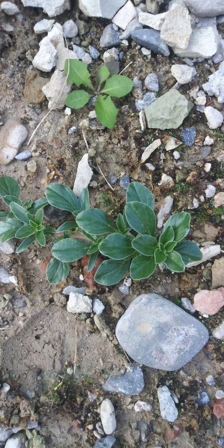 Amaranthus californicus
