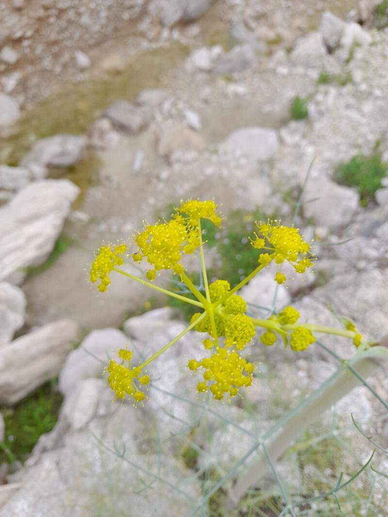 Ferula persica flower