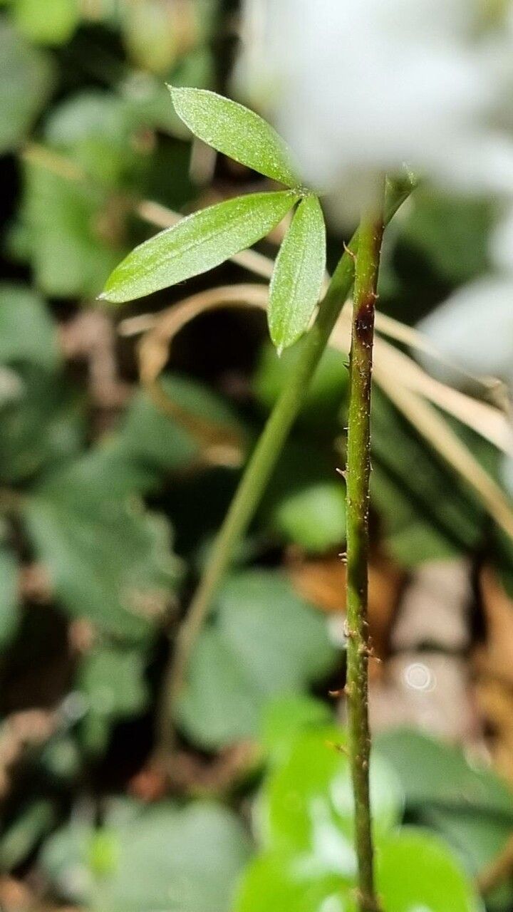 Cardamine trifolia — search result for 'Cardamine'