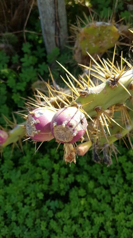 Opuntia stricta fruit