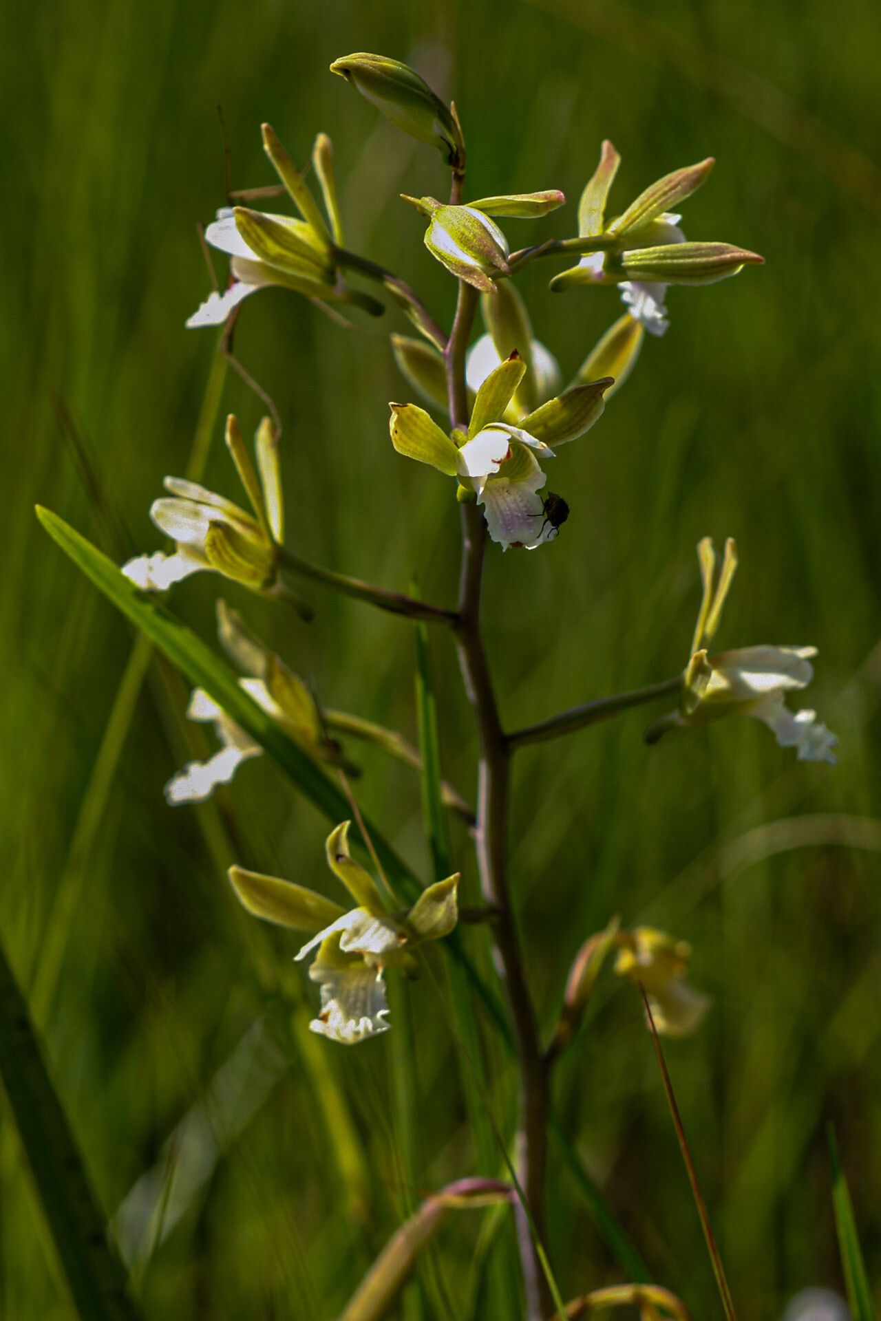 Eulophia tanganyikensis flower
