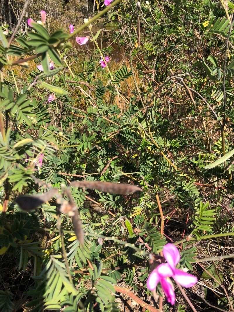 Tephrosia grandiflora fruit