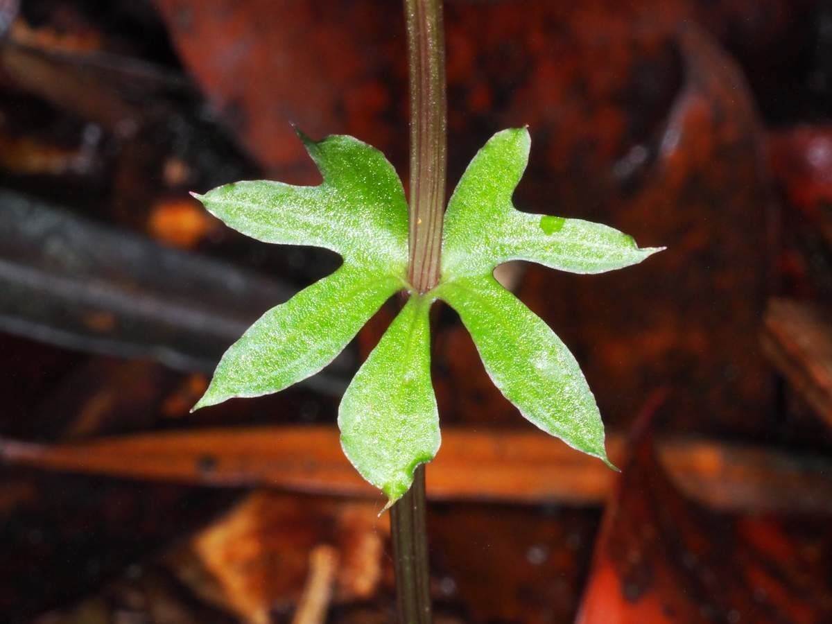 Acianthus bracteatus leaf