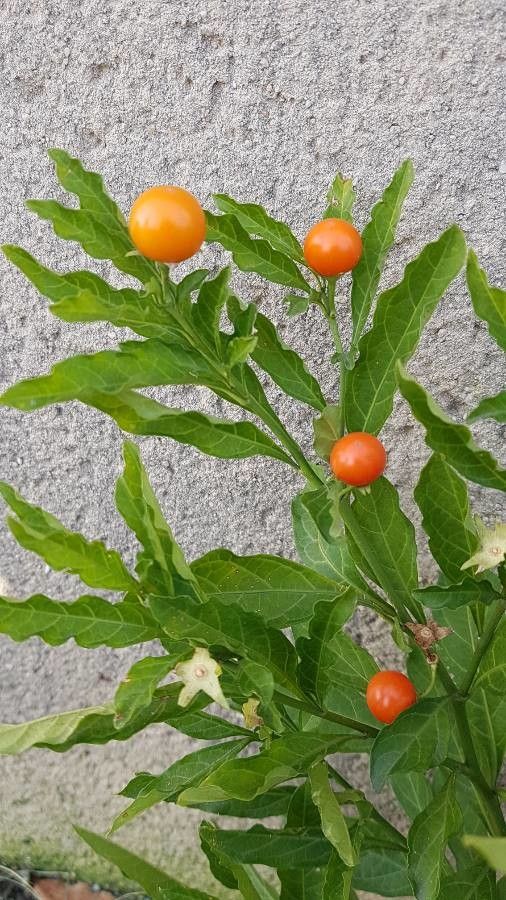 Solanum capsicastrum — search result for 'Capsicum'