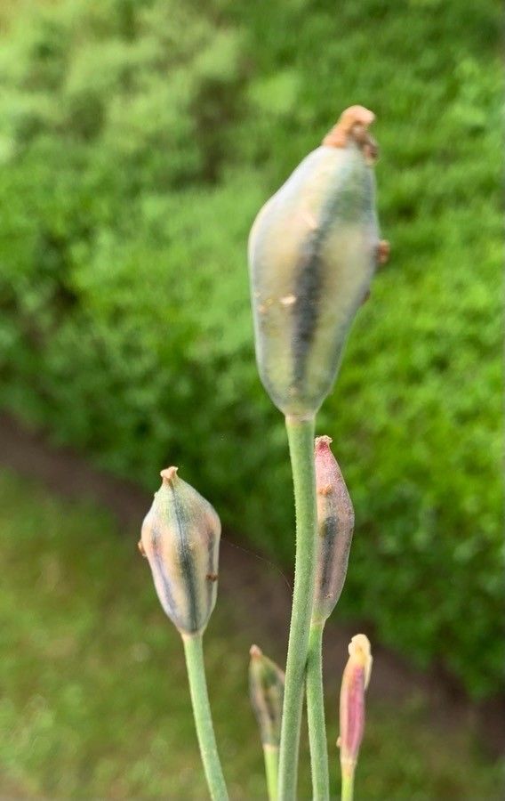 Tulipa clusiana fruit