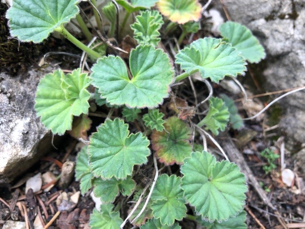Pelargonium endlicherianum — houseplant care guide