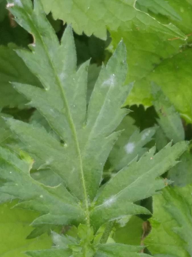 Achillea macrophylla leaf