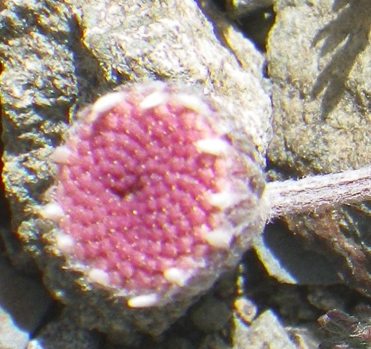 Anthemis plutonia — search result for 'Cyprus'