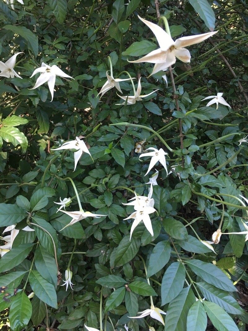 Rosenbergiodendron formosum flower