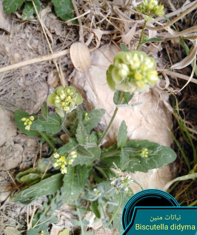 Biscutella didyma fruit