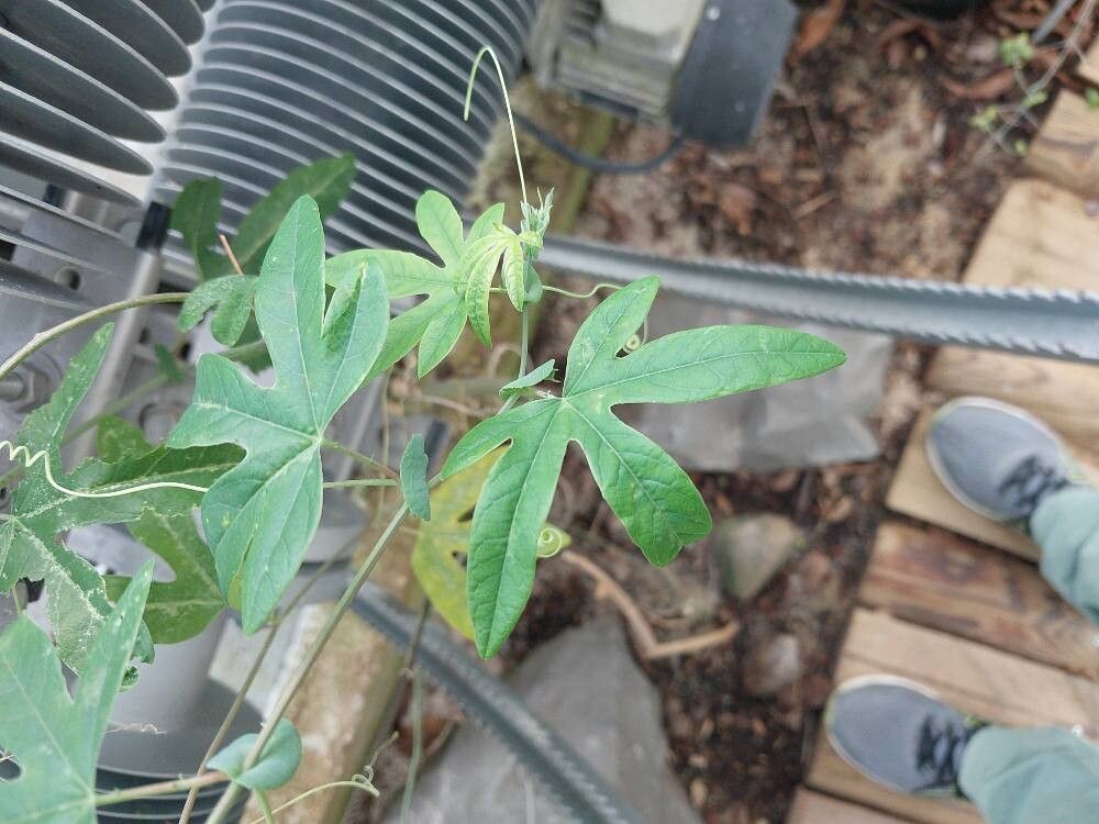Passiflora × violacea leaf