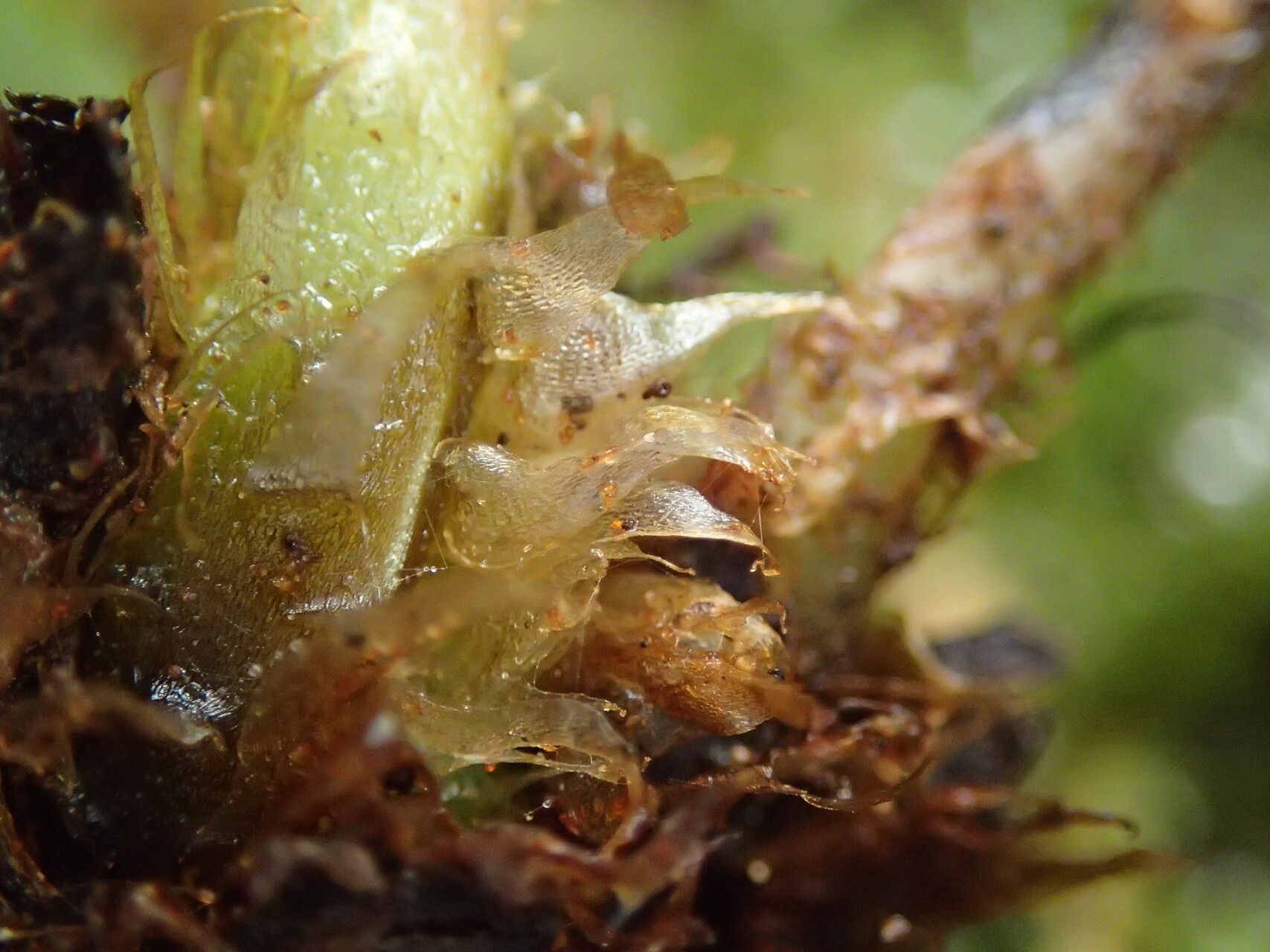 Athyrium ammifolium other