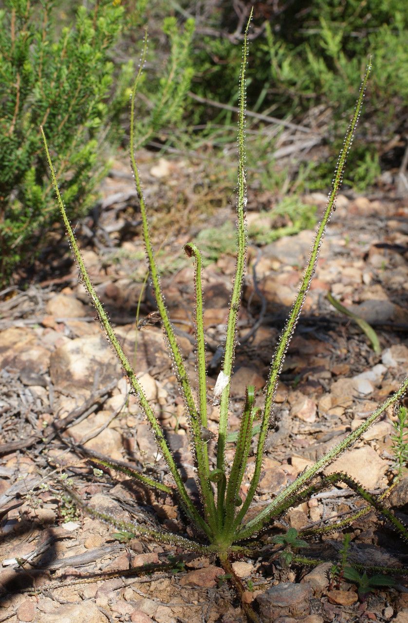 Drosophyllum lusitanicum habit
