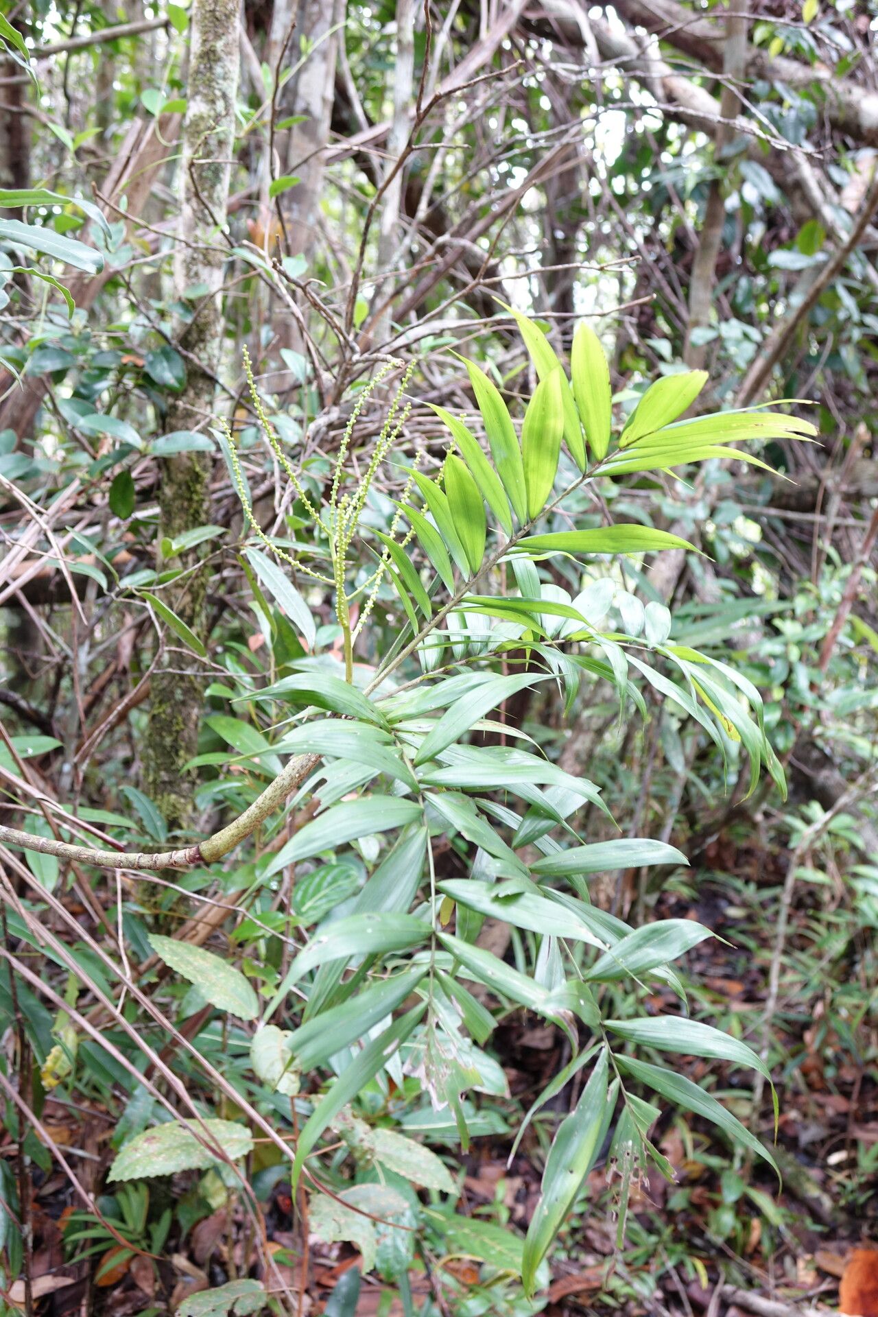 Dypsis procumbens habit