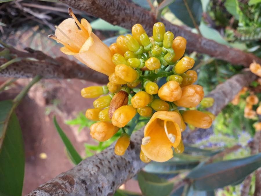 Oxera coriacea flower