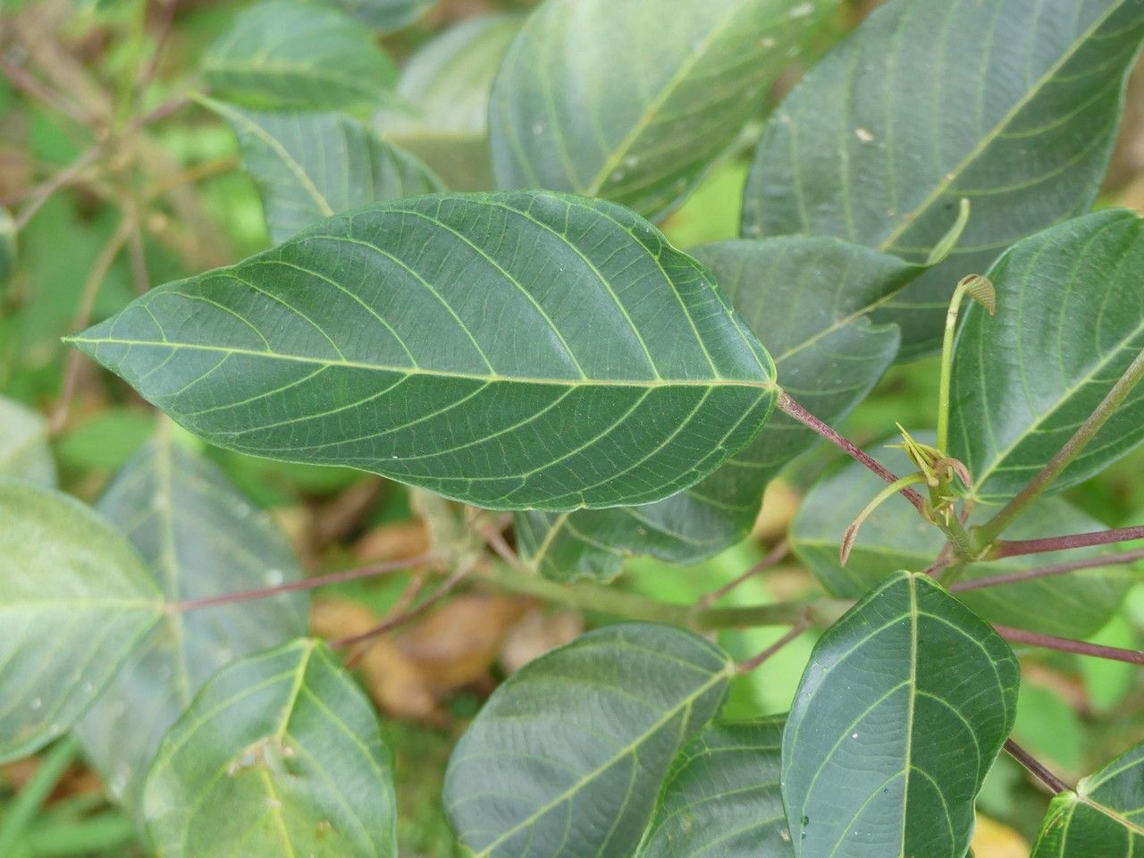 Cordemoya integrifolia — houseplant care guide