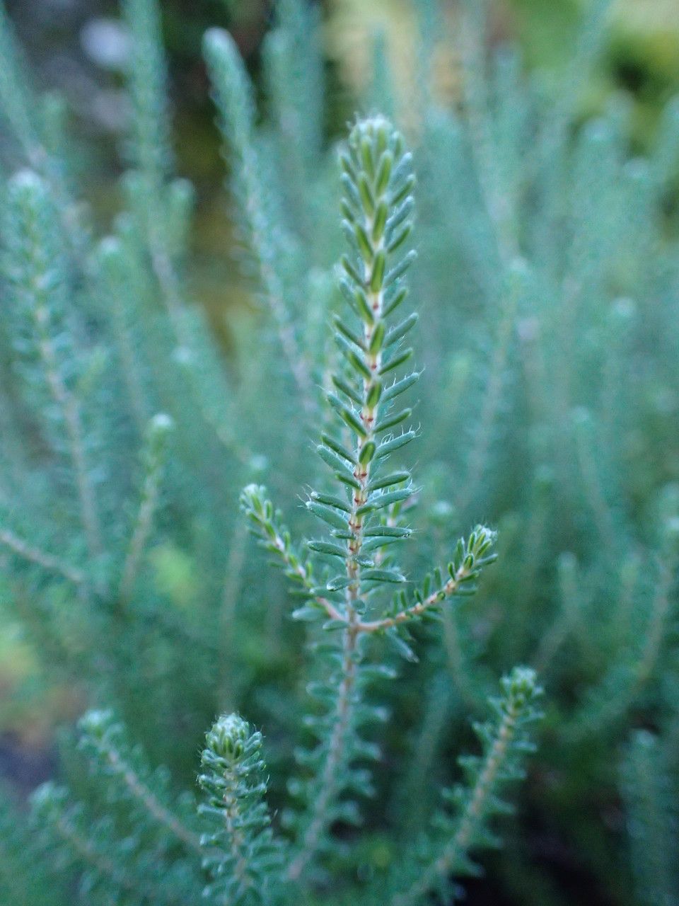 Phyllodoce empetriformis — search result for 'western Canada'