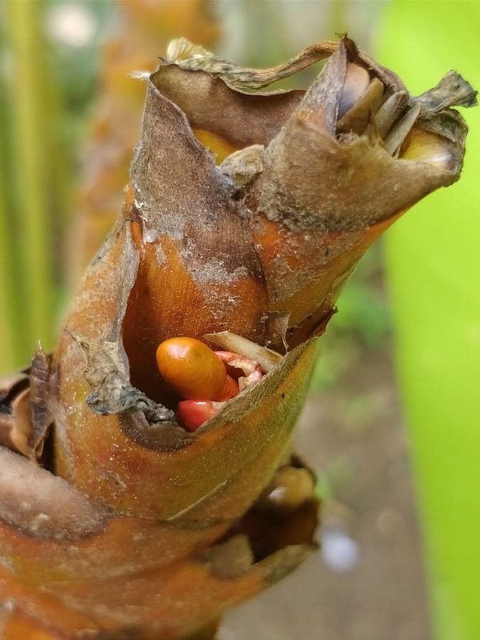 Calathea lutea fruit