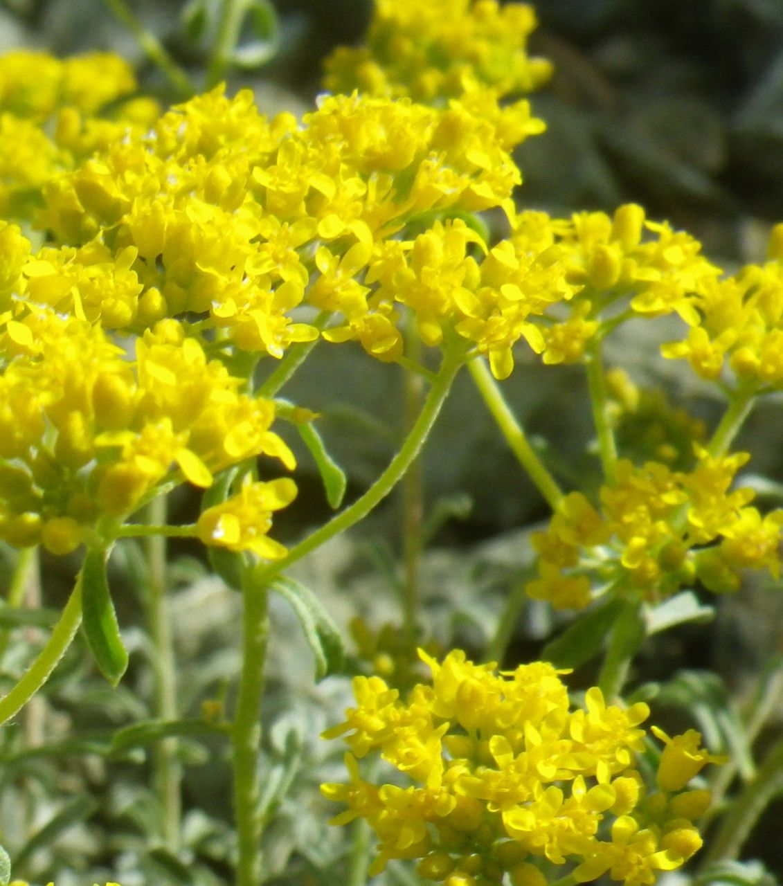 Alyssum troodi — houseplant care guide