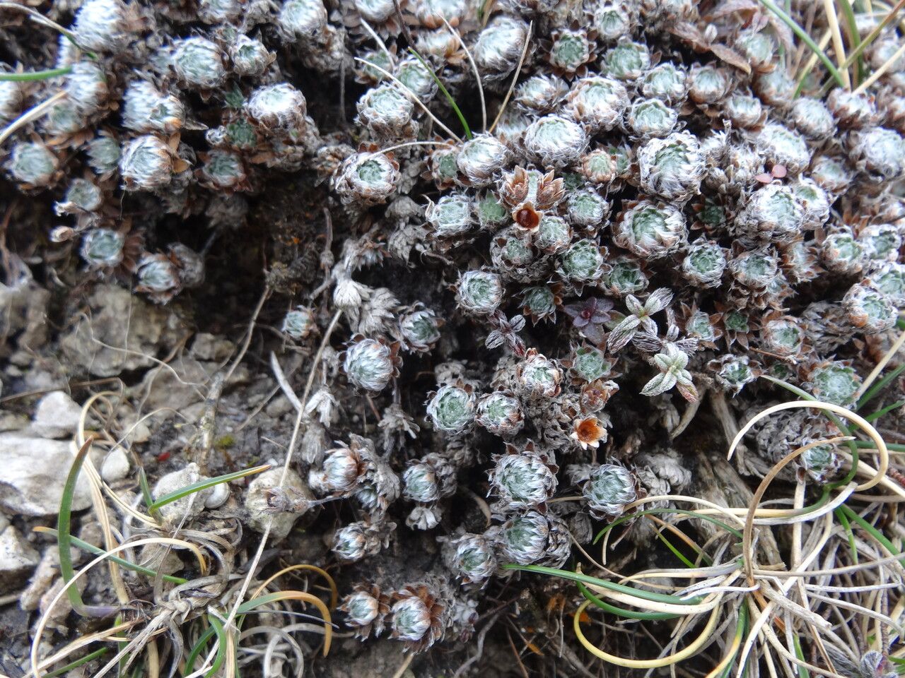 Androsace villosa — houseplant care guide