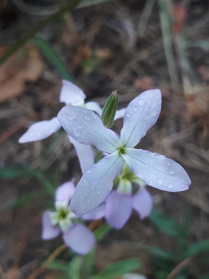 Matthiola longipetala flower