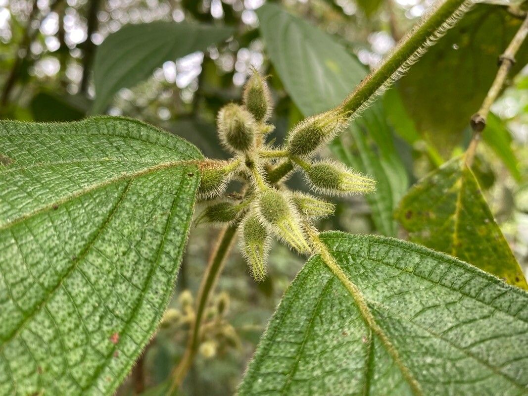 Miconia dentata fruit