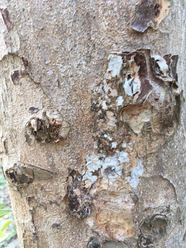 Aglaia elaeagnoidea bark