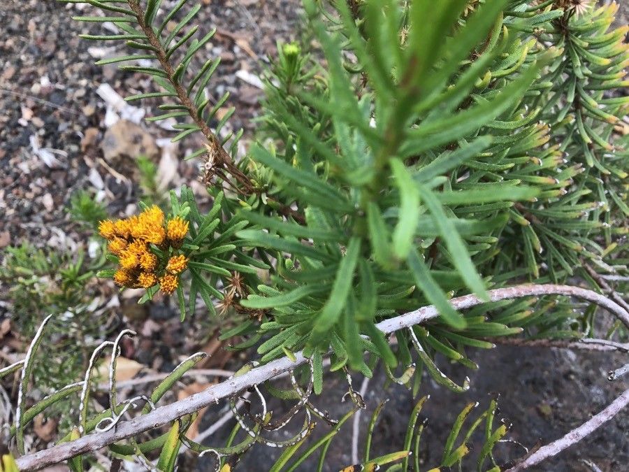 Allagopappus viscosissimus flower