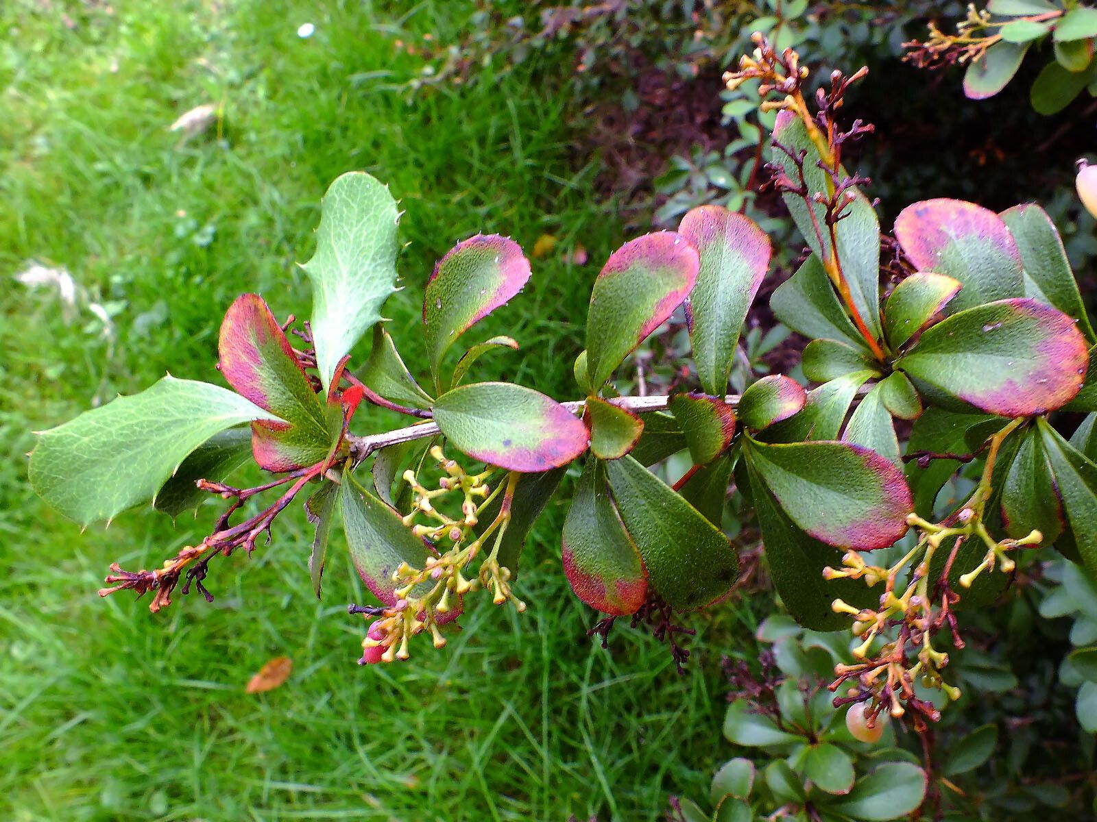 Berberis koreana — search result for 'South Korea'