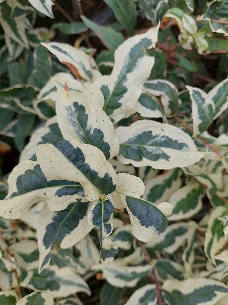 Diervilla sessilifolia leaf