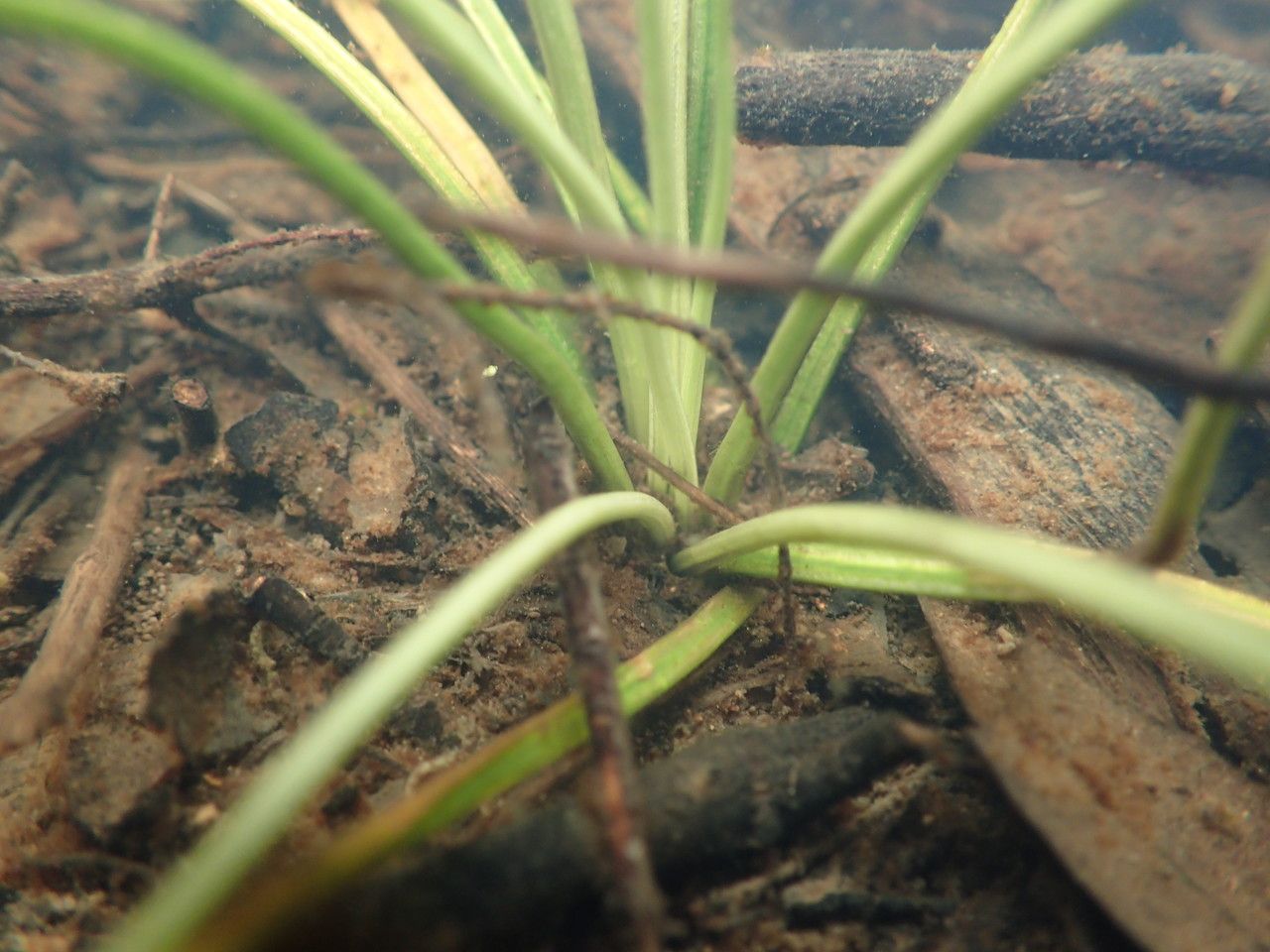 Isoetes setacea leaf
