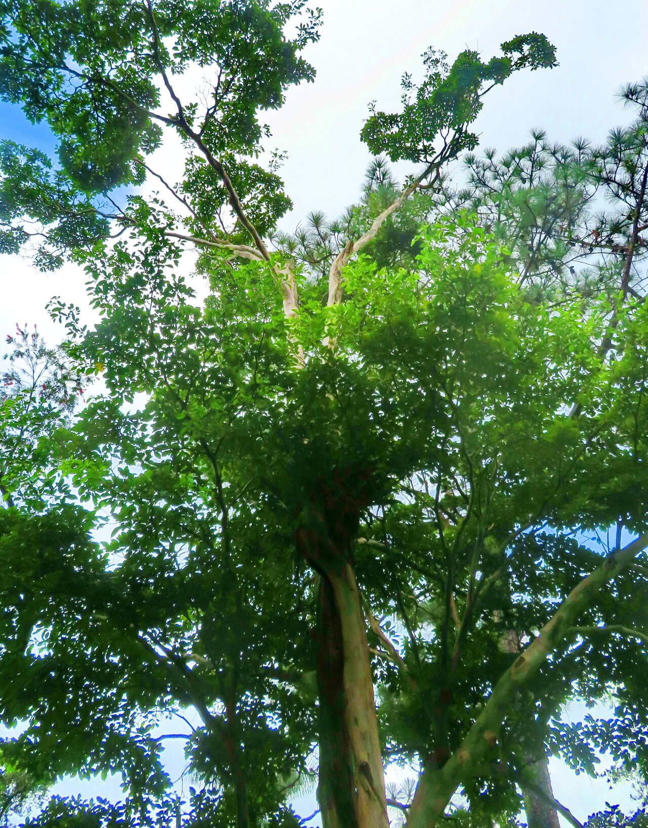 Terminalia kuhlmannii habit