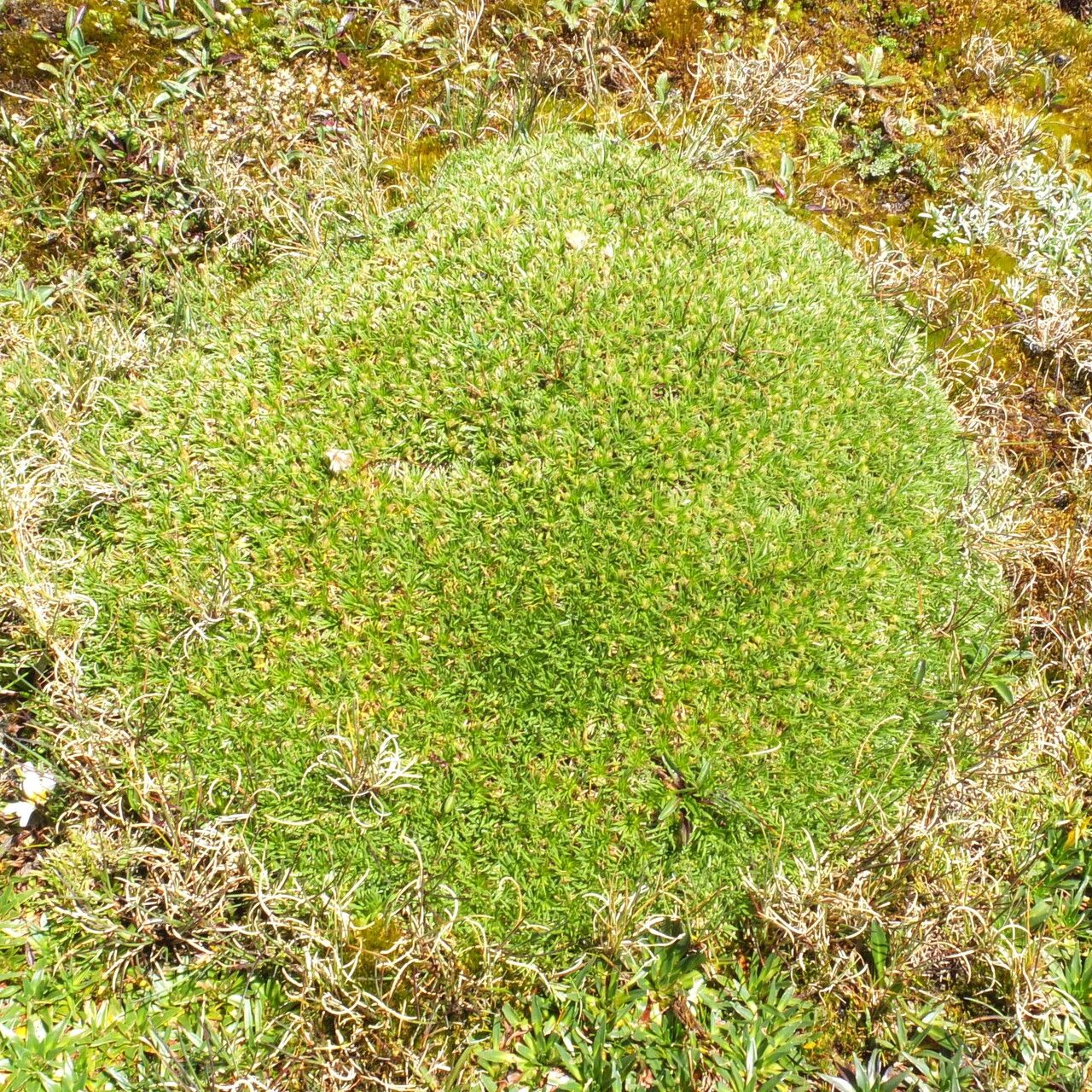 Novenia acaulis habit