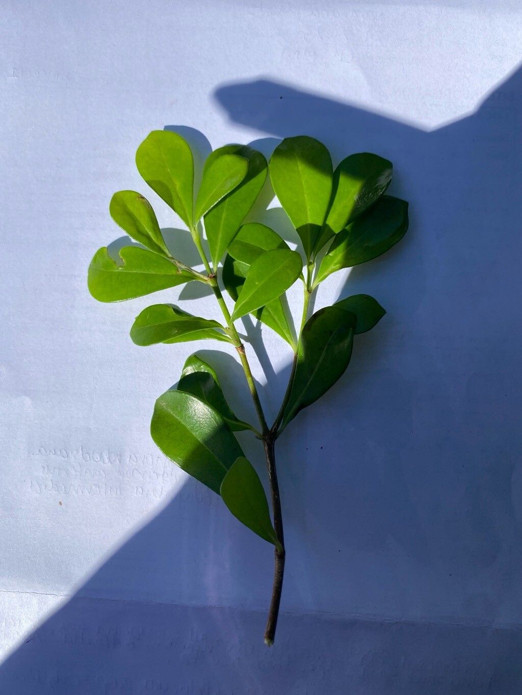 Psychotria daphnoides — houseplant care guide