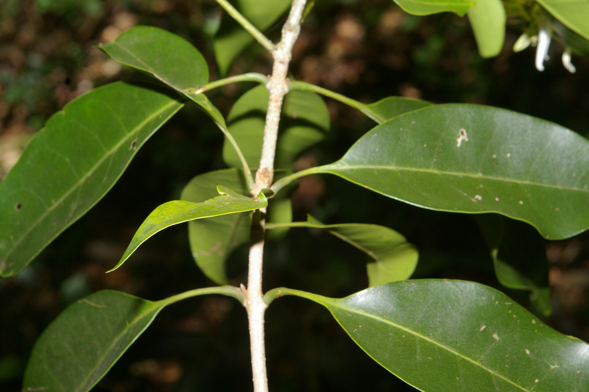 Chionanthus oblanceolatus leaf