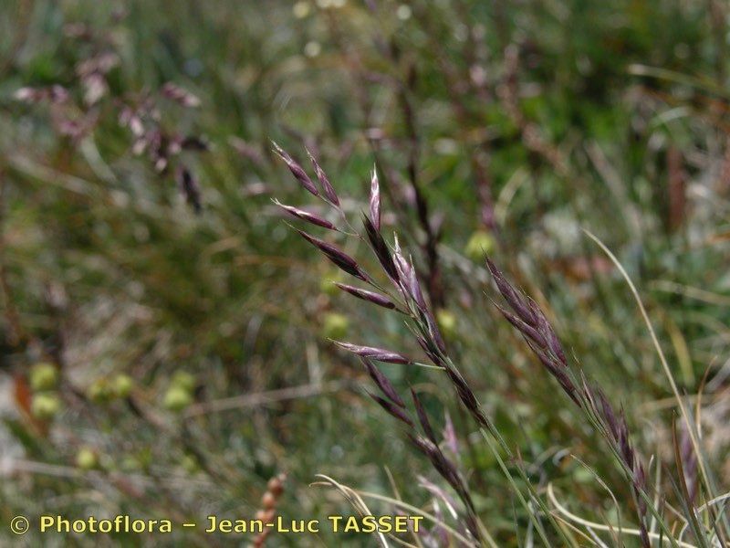 Festuca laevigata flower