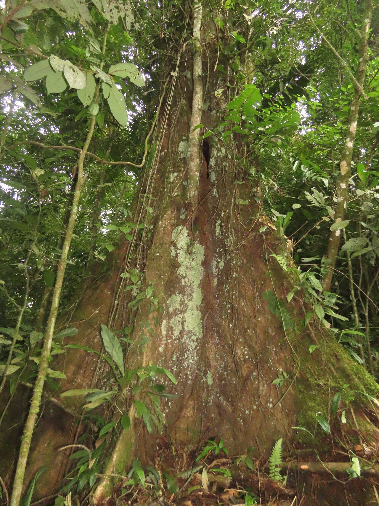 Tapirira mexicana habit