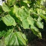 Catalpa bignonioides