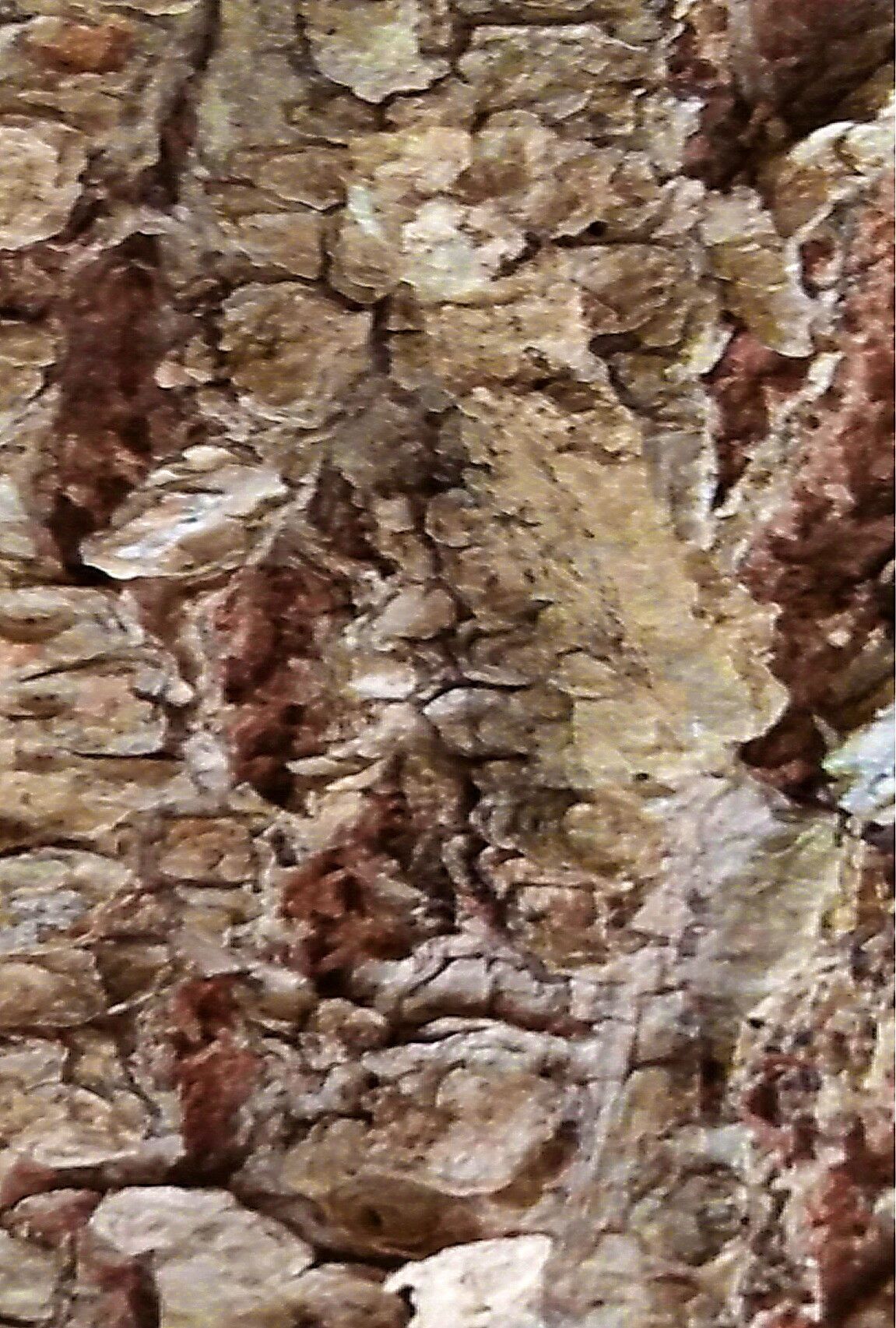 Fernandoa macrantha — related species from the same genus