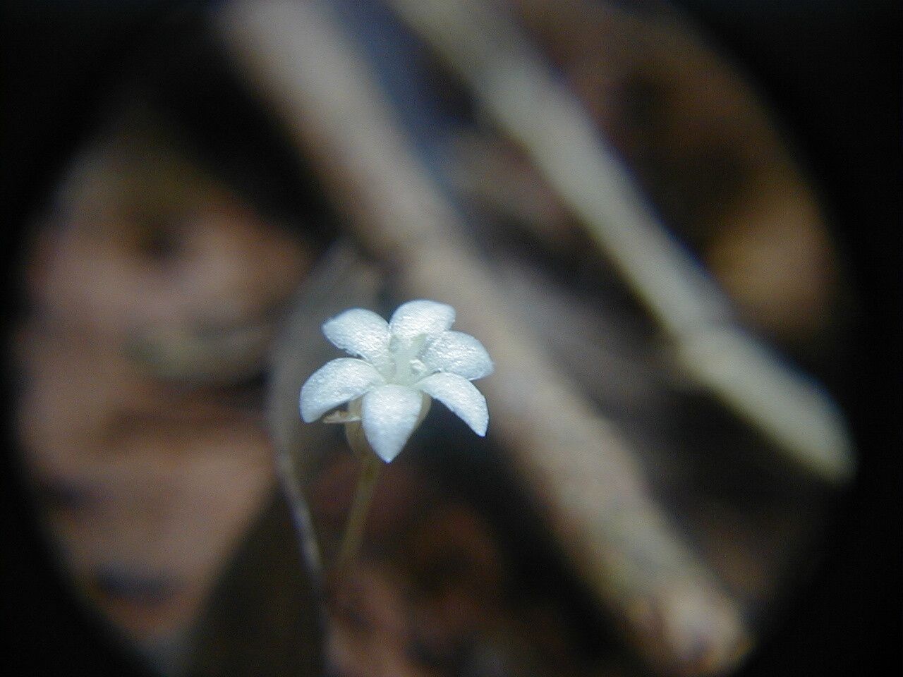 Centella coriacea — related species from the same genus
