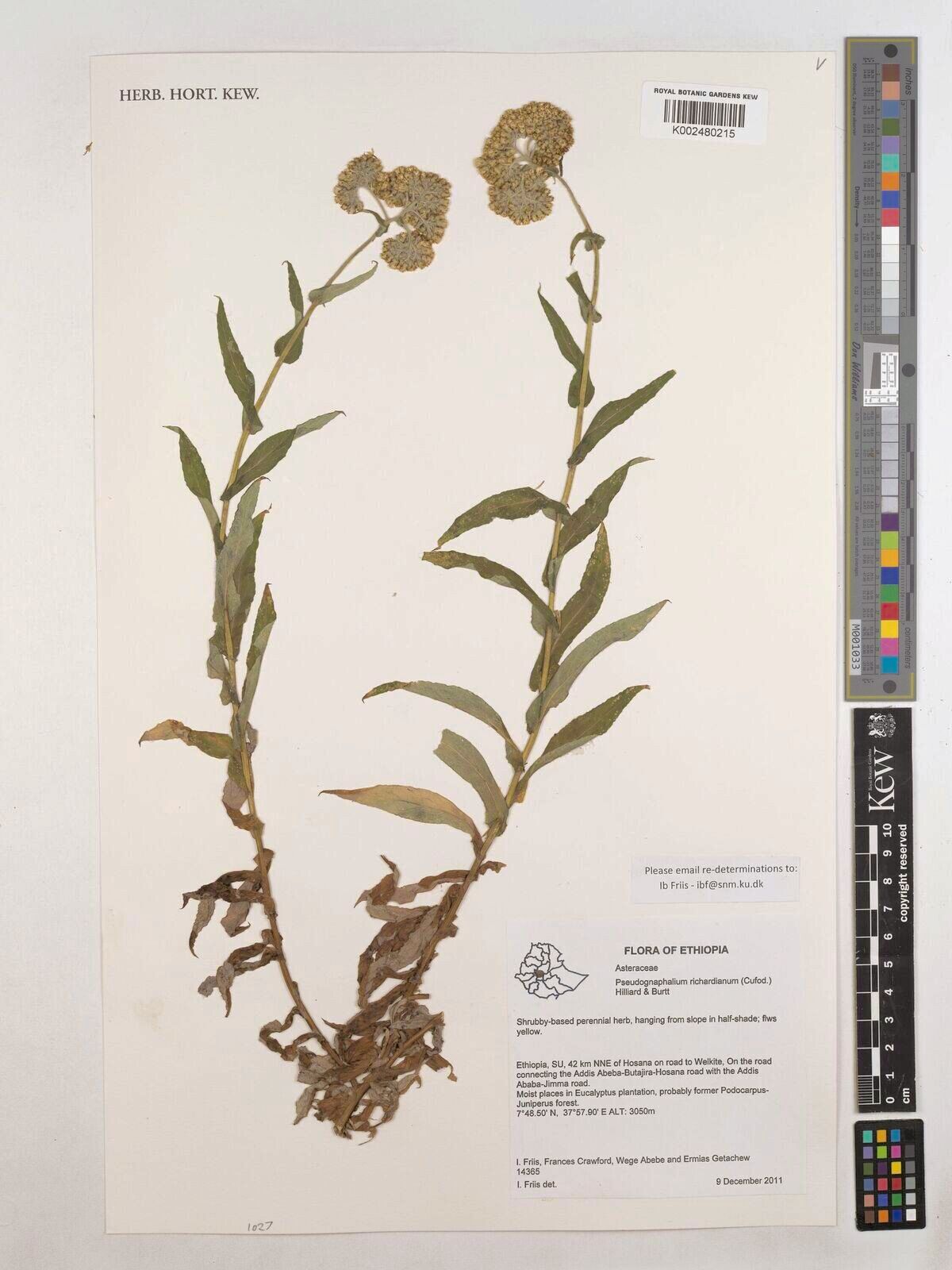 Pseudognaphalium richardianum — search result for 'Pseudognaphalium'