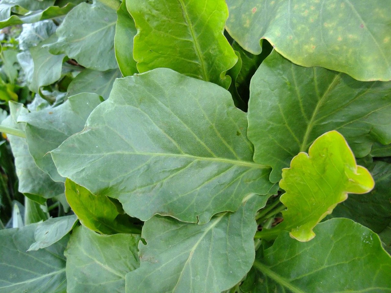 Limonium frutescens leaf