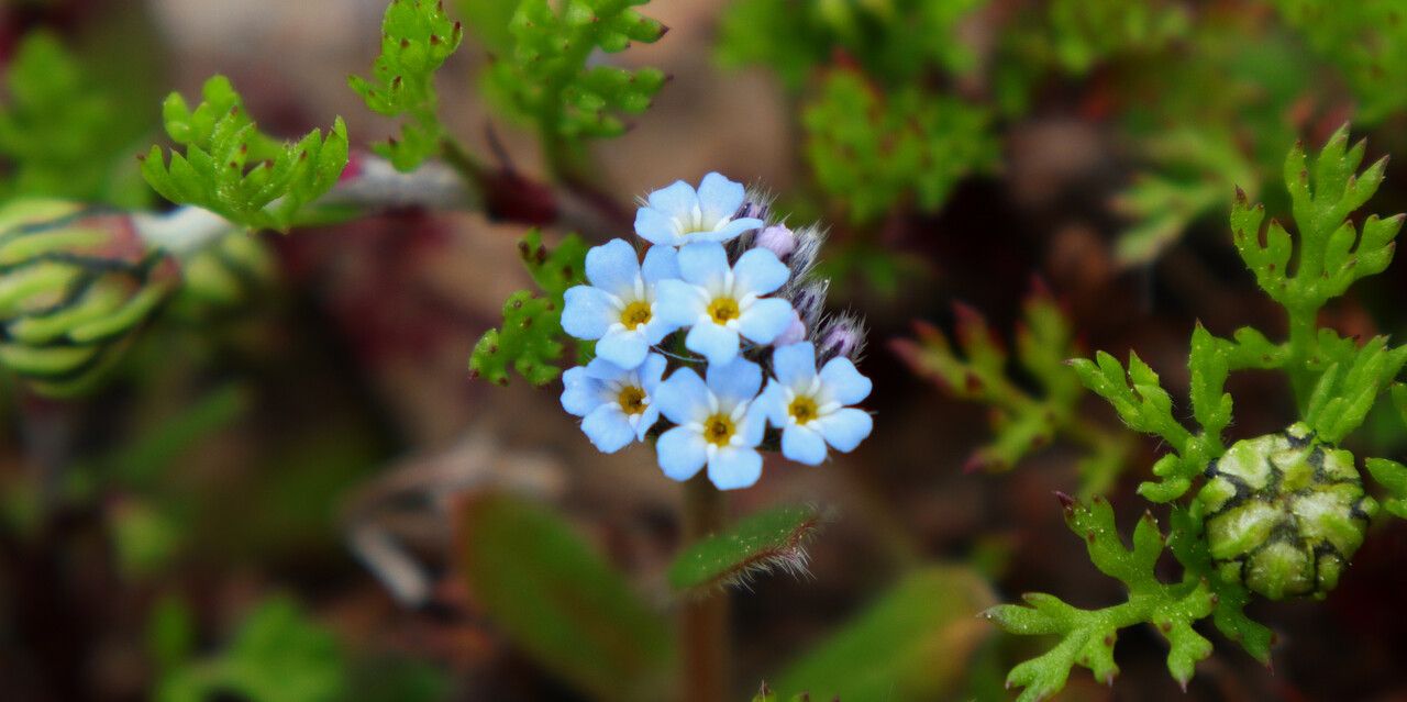 Myosotis incrassata — houseplant care guide