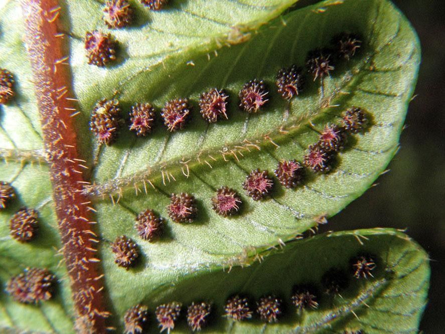 Thelypteris francoana fruit