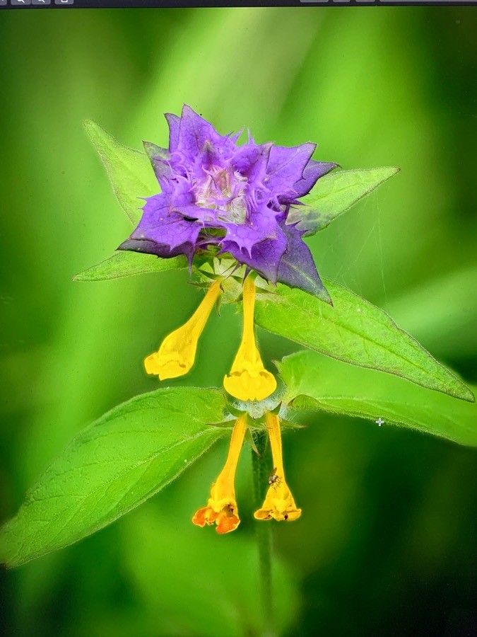 Melampyrum subalpinum flower