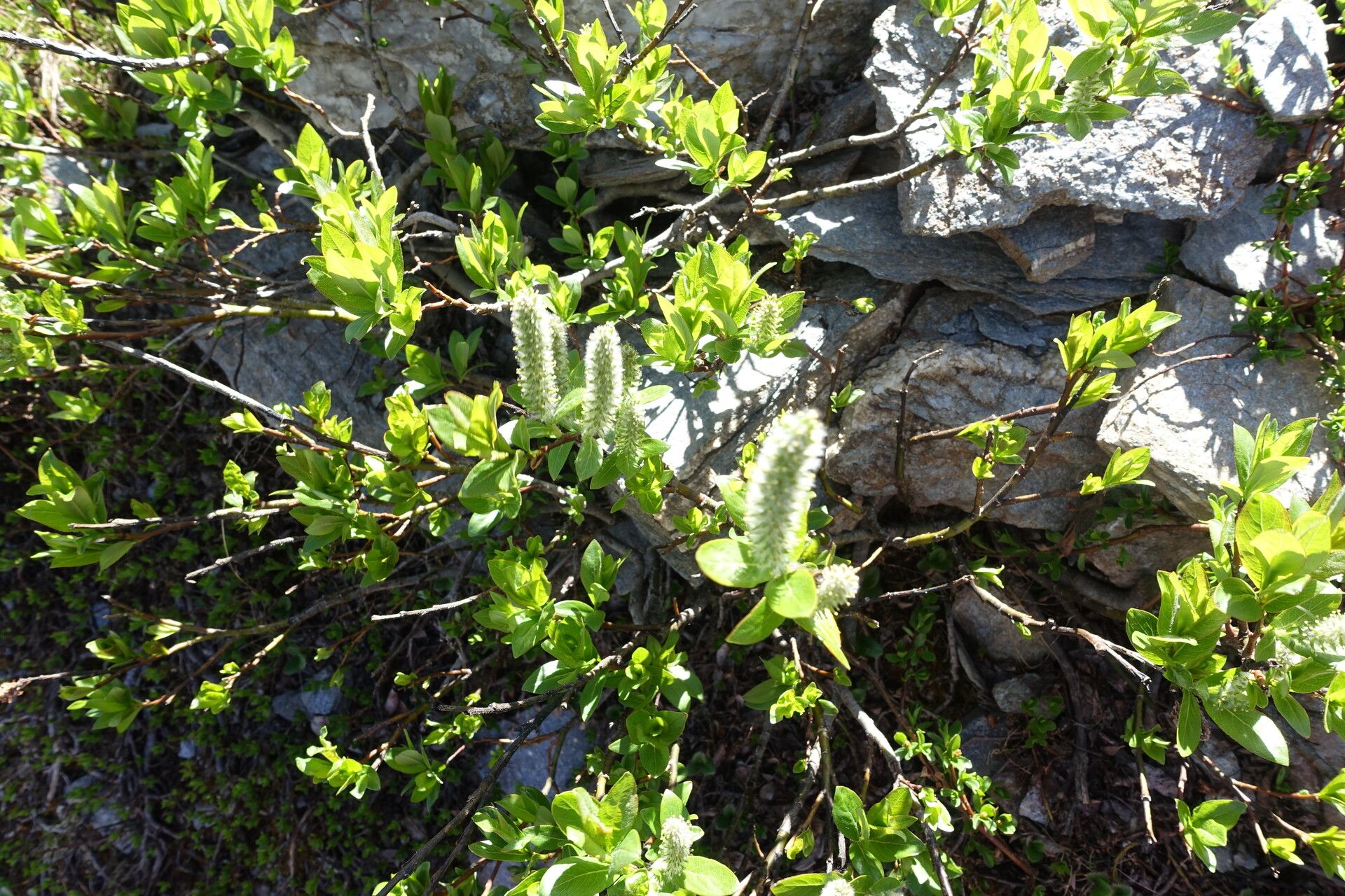 Salix petrophila — search result for 'Salicaceae'