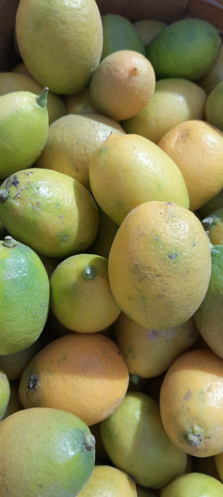 Citrus × floridana — search result for 'Citrus'